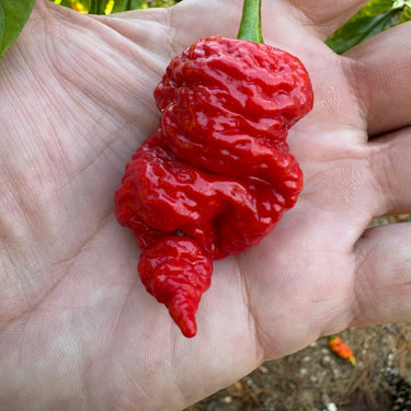 Death Spiral x Primotalii - Seeds - The Pepper Pantry (Formerly Marie Sharp's)